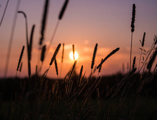 istock Wheat, Farmers Field during a Sunset 465524518