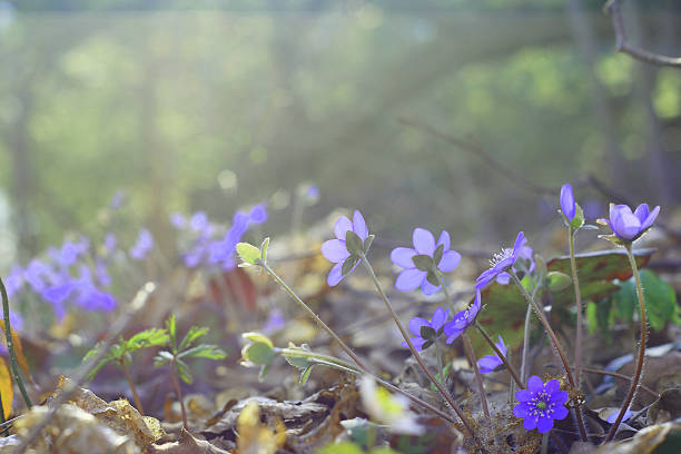 Group of blue early spring flowers (Common Hepatica) in woodland stock photo