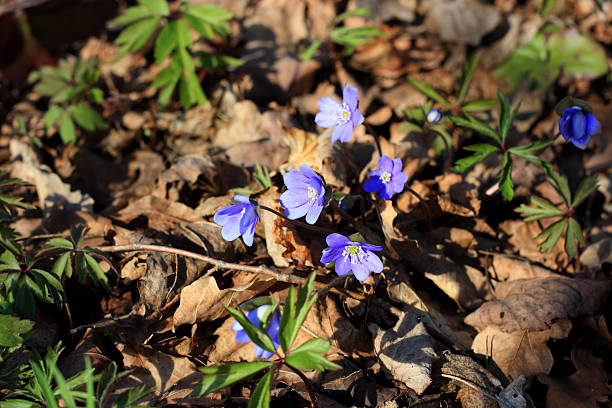 Early spring wildflower (Common Hepatica) in forest stock photo