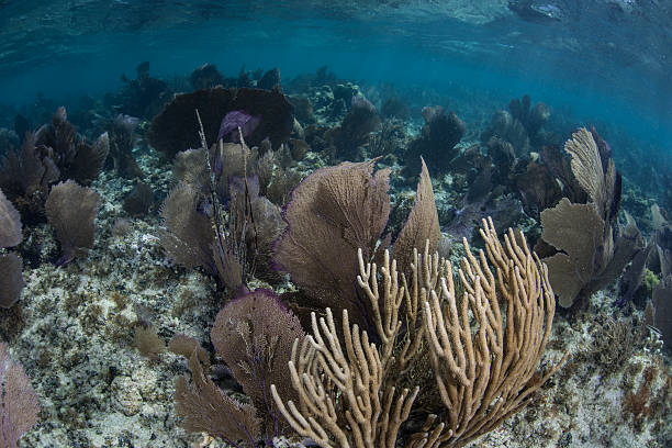 istock Sea Fans on Shallow Caribbean Reef 465524576