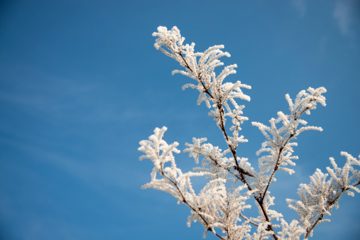 Frozen tree branch in winter against blue sky.