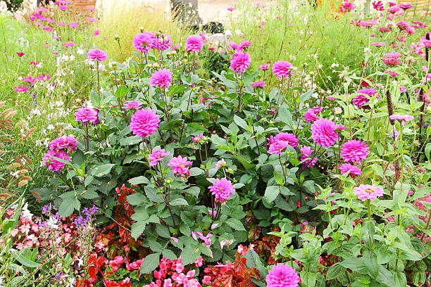 istock Flowerbed with Dahlias 465525435