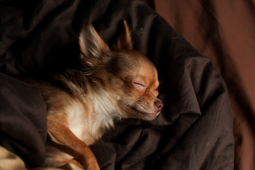 brown chihuahua sleeping on the bed with blanket
