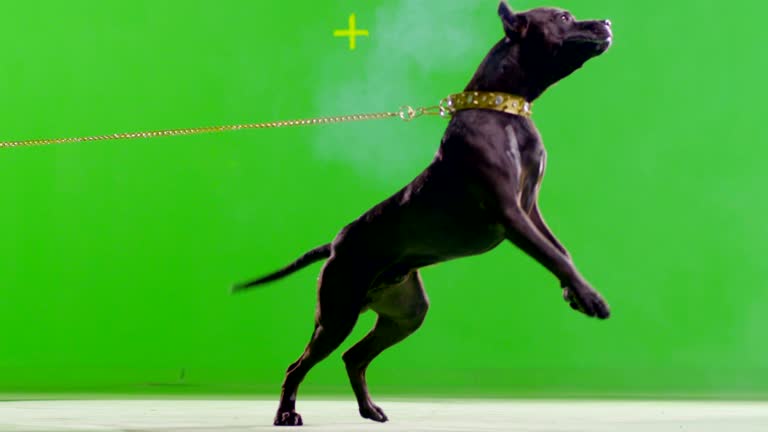 mirar televisión beneficioso jurado 1,800 Pitbull Stock Videos and Royalty-Free Footage - iStock | Pitbull dog, Pitbull terrier, Pitbull puppy mirar televisión beneficioso jurado 1,800 Pitbull Stock Videos and Royalty-Free Footage - iStock | Pitbull dog, Pitbull terrier, Pitbull puppy