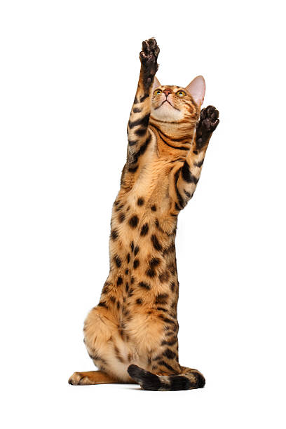 istock bengal cat stand and raising up paw 465526204