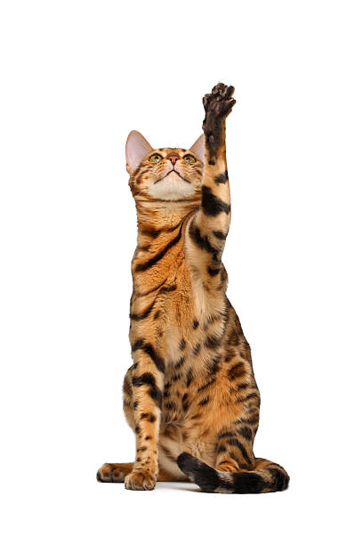 istock bengal cat  sitting and raising up paw 465526378