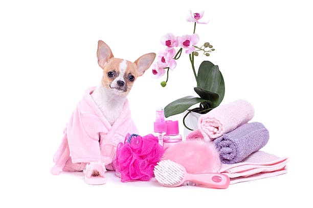 istock Chihuahua Puppy at the Spa 465528107