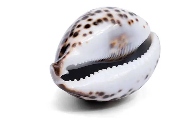 Photo of Cowrie Sea Shell