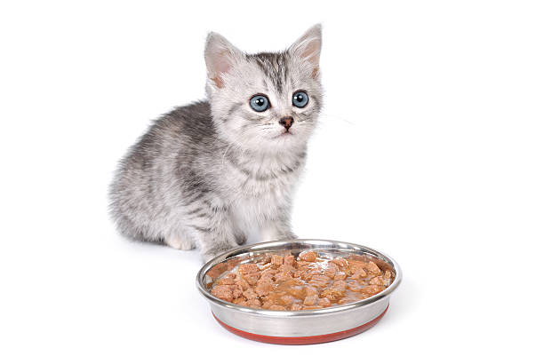 istock Kitten near a bowl with food on white background 465528923