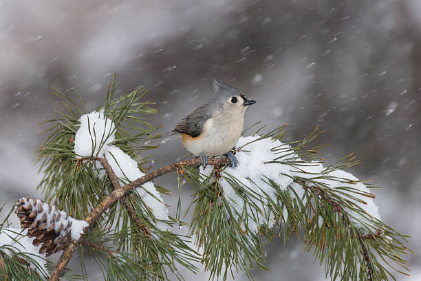 istock Tufted Titmouse (Baeolophus bicolor) On a Snowy Day 465529319