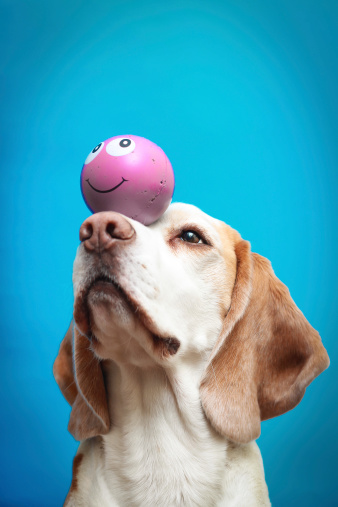 Perro Beagle con una pelota en la nariz photo