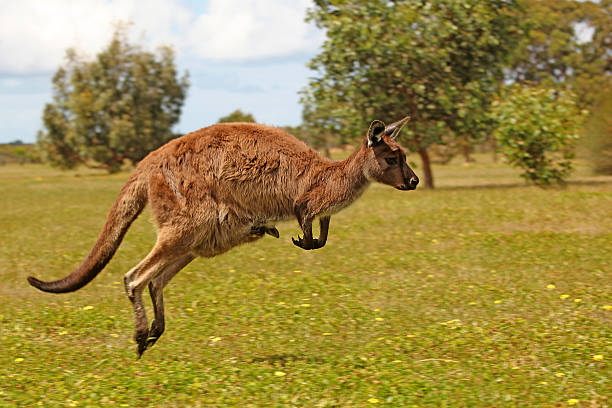 прыжки кенгуру с joey на траве - kangaroo joey marsupial mammal стоковые фото и изображения