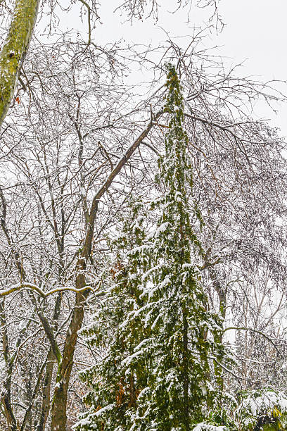 istock Trees in the winter park 465530392