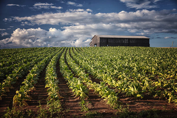 Campo di tabacco - foto stock