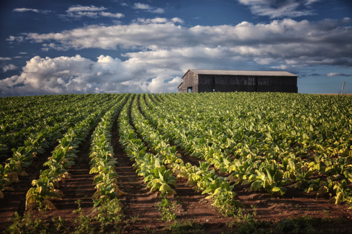 Tobacco field, barn in Kentucky