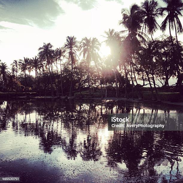 Line Of Palm Trees Stock Photo - Download Image Now - Auto Post Production Filter, Back Lit, Beauty In Nature