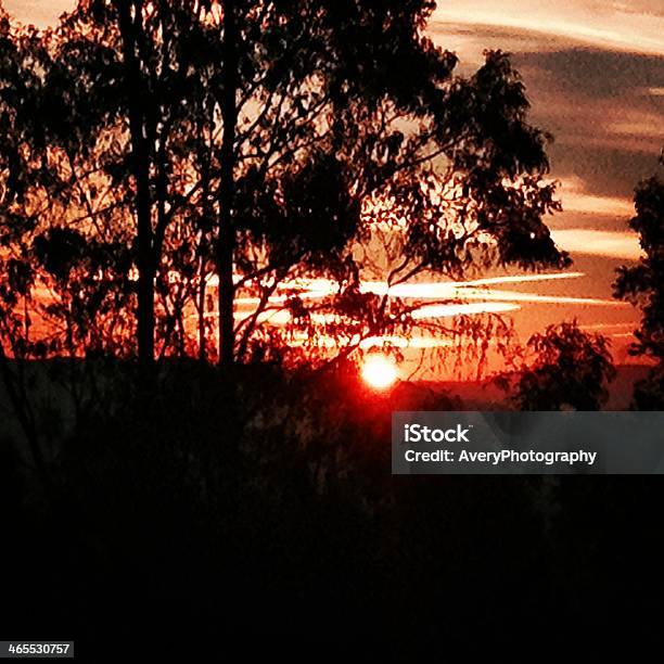Sunrise Through Eucalyptus Tree Stock Photo - Download Image Now - Eucalyptus Tree, Sunrise - Dawn, Alameda County
