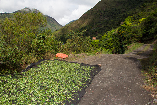 Before being sold for traditional purposes, coca leafs are left to dry in the Yungas region of Bolivia.