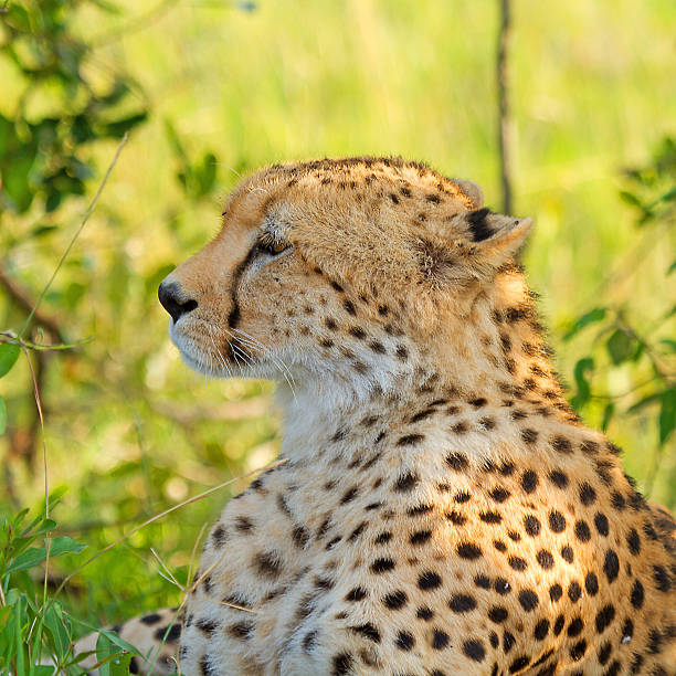 istock Cheetah in wild Keny 465531612