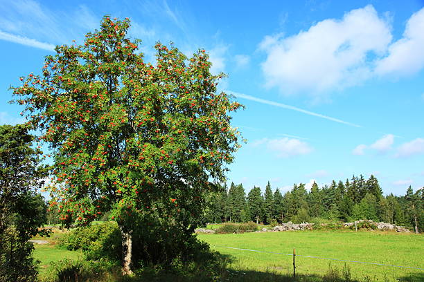 istock Beautiful countryside in Sweden 465531901