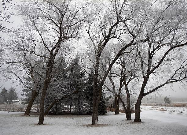 istock trees in dusky foggy cold winter's day 465532284