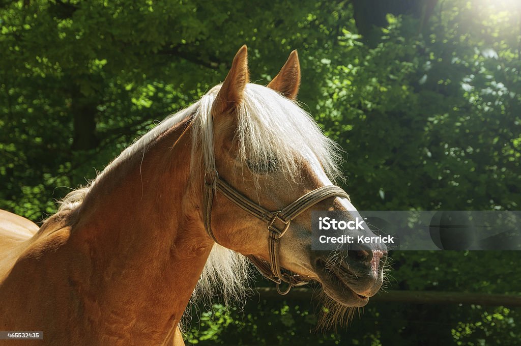 Neugierig hagafellsjokull glacier horse-Hintergrund verwischen - Lizenzfrei Agrarbetrieb Stock-Foto