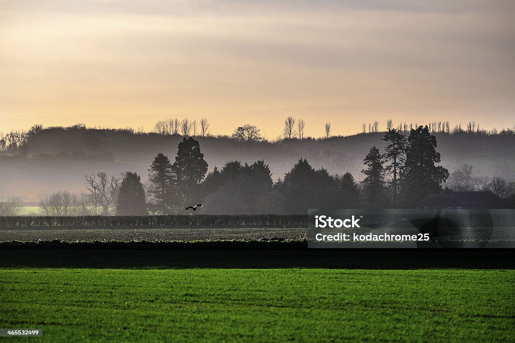 field a field in the countryside in a rural environment - dramatic winter light Agricultural Field Stock Photo