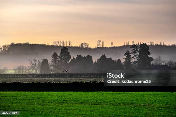 Field Stock Photo - Download Image Now - Agricultural Field, Agriculture, Backgrounds