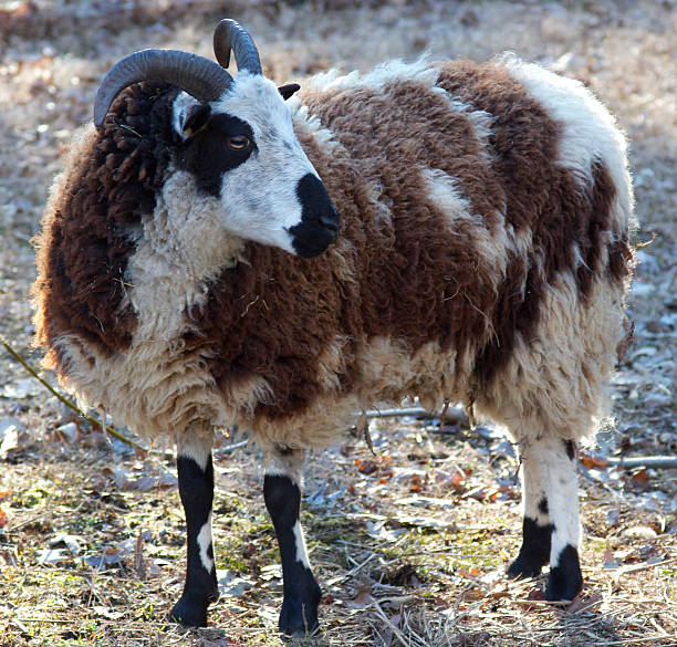 Call Jacob Rams Jacob Sheep Ram