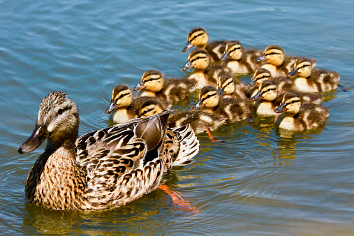 Momma duck swims with her ducklings in lake.