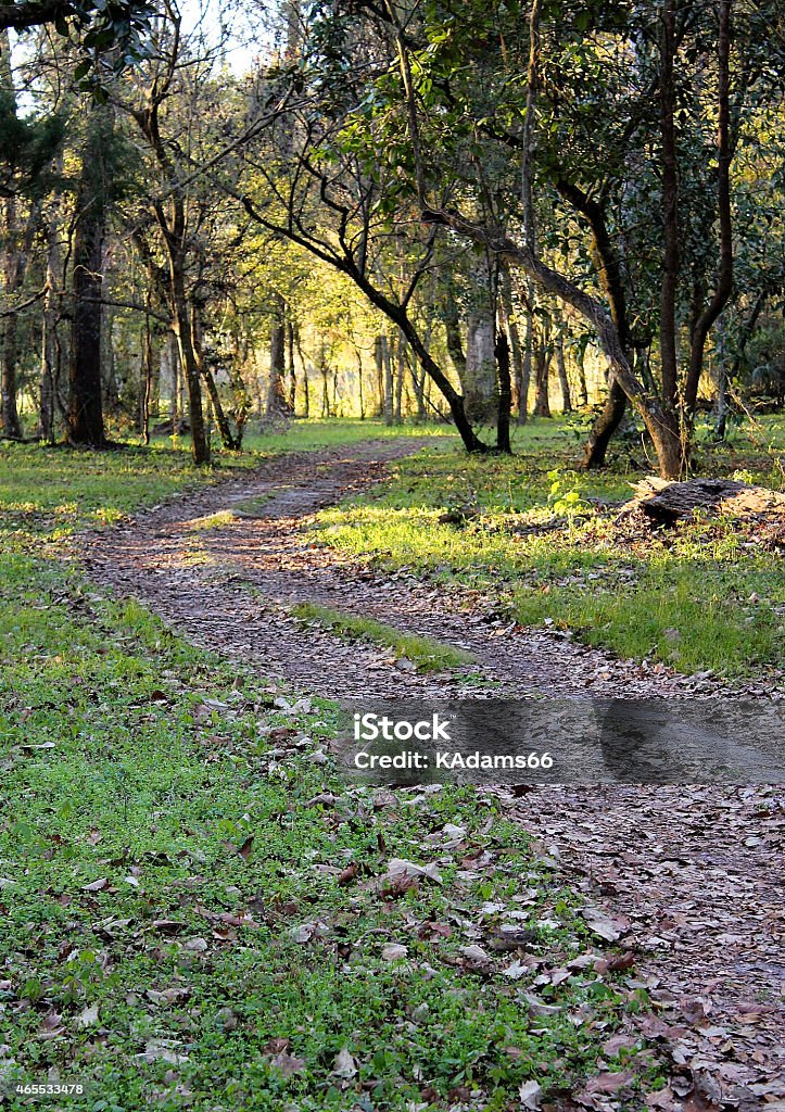 Path Through Florida Forest Hernando County, Florida 2015 Stock Photo