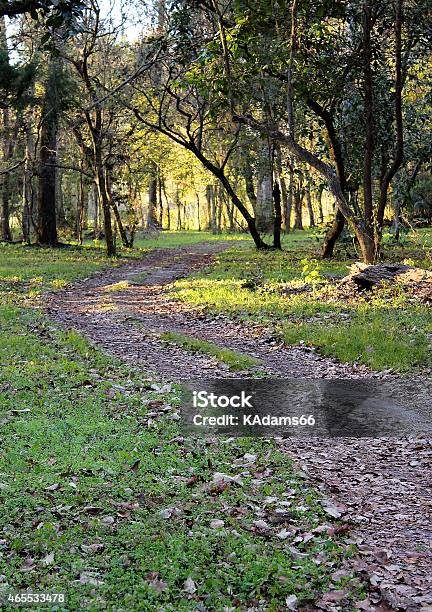 Path Through Florida Forest Stock Photo - Download Image Now - 2015, Florida - US State, Footpath