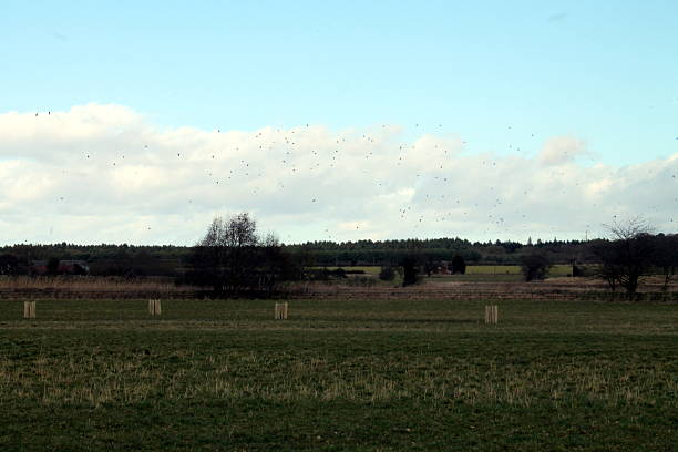 istock Norfolk Farms 465535640