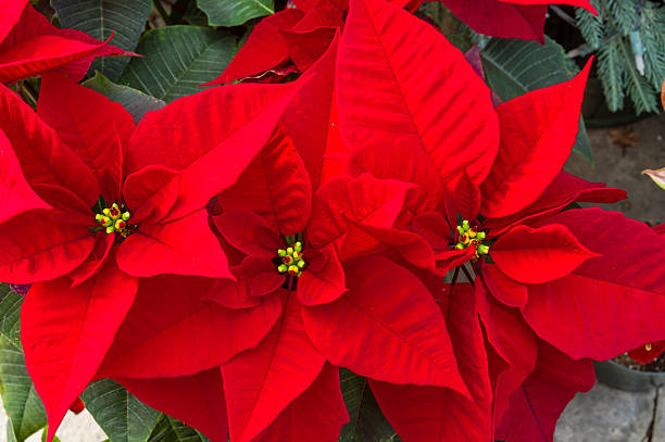 istock Poinsettia plants in bloom as Christmas decorations 465535956