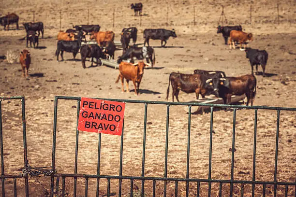 Sign adverts that there is a threat: dangerous bullfight bulls are in the farm.