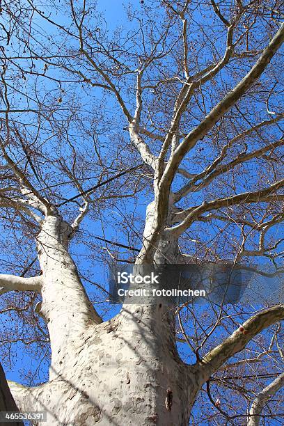 Platanus Stockfoto und mehr Bilder von Ast - Pflanzenbestandteil - Ast - Pflanzenbestandteil, Aufnahme von unten, Baum