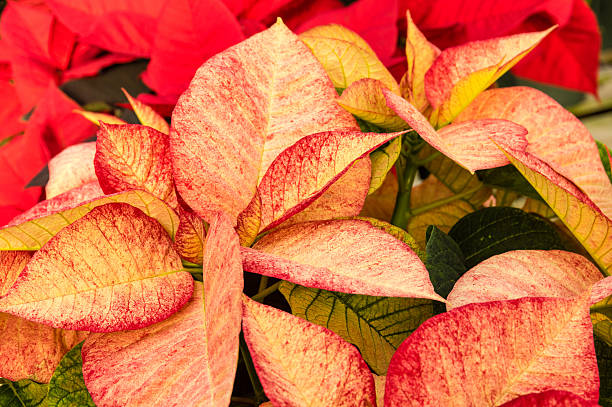 istock Poinsettia plants in bloom as Christmas decorations 465537162