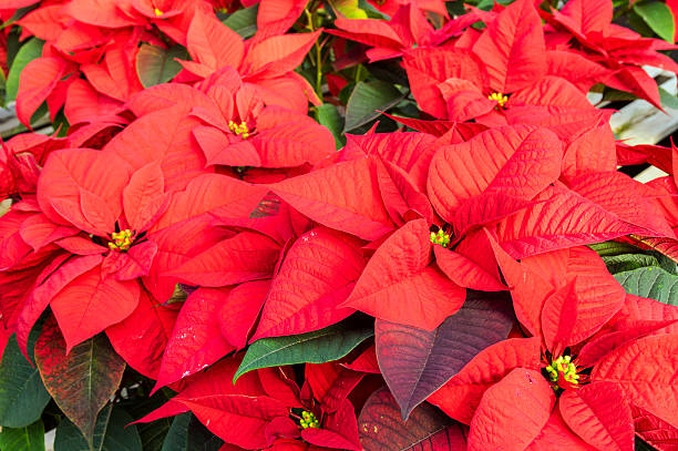 istock Poinsettia plants in bloom as Christmas decorations 465537176