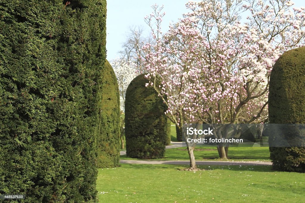 Spring park mit Magnolien-Bäume - Lizenzfrei Baum Stock-Foto