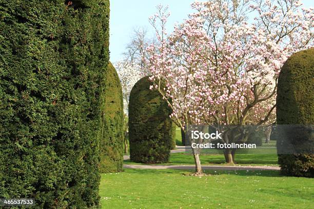 Spring Park Mit Magnolienbäume Stockfoto und mehr Bilder von Baum - Baum, Blüte, Eibe