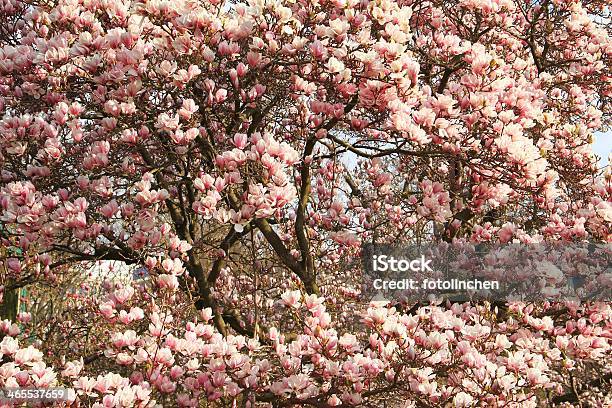 Magnoliabäume Stockfoto und mehr Bilder von Ast - Pflanzenbestandteil - Ast - Pflanzenbestandteil, Baum, Baumblüte