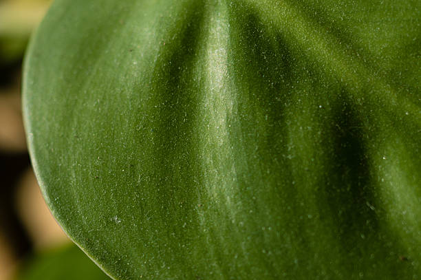 istock Close up of Philodendron leaf 465537796