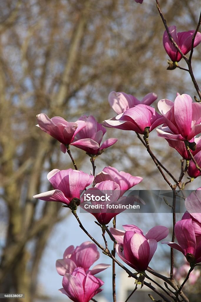 Magnolia Baum - Lizenzfrei Ast - Pflanzenbestandteil Stock-Foto