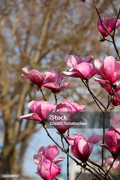 Magnolia Baum Stockfoto und mehr Bilder von Ast - Pflanzenbestandteil - Ast - Pflanzenbestandteil, Baum, Baumblüte