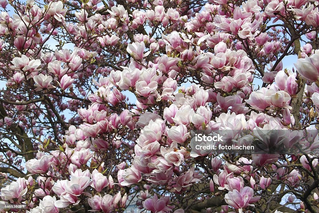 Magnolia-Bäume - Lizenzfrei Ast - Pflanzenbestandteil Stock-Foto