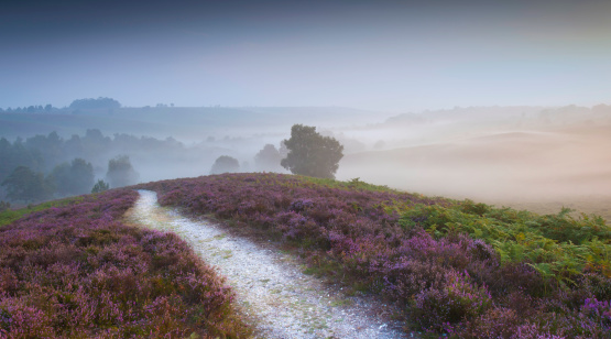 A classic New Forest location with early morning Autumn mist and Heather at Rockford Common.