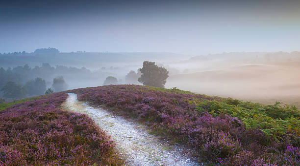 Early Morning Autumn Mist and Heather New Forest A classic New Forest location with early morning Autumn mist and Heather at Rockford Common. new forest photos stock pictures, royalty-free photos & images