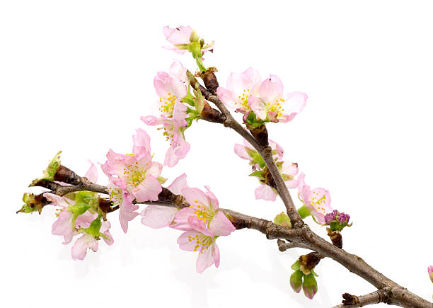 istock Peach blossom in a white background 465539917