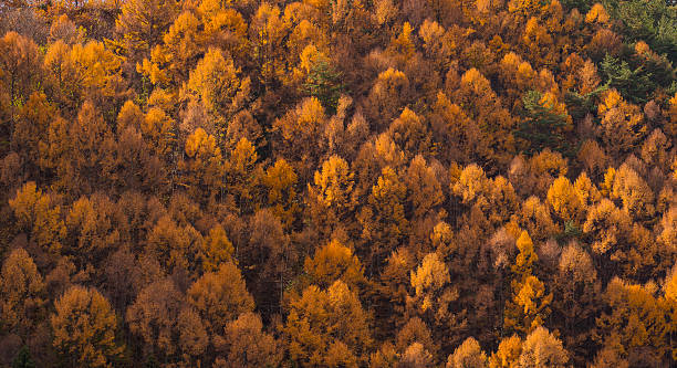 Colorful autumn trees landscape fall season stock photo