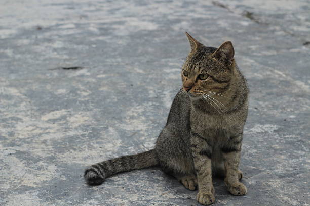 istock cat on ground in outdoor 465541414